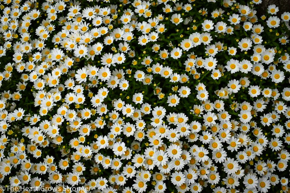 Flowers from a lily patch with white petals and yellow centers.
