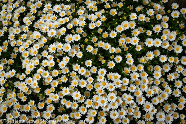 Flowers from a lily patch with white petals and yellow centers.